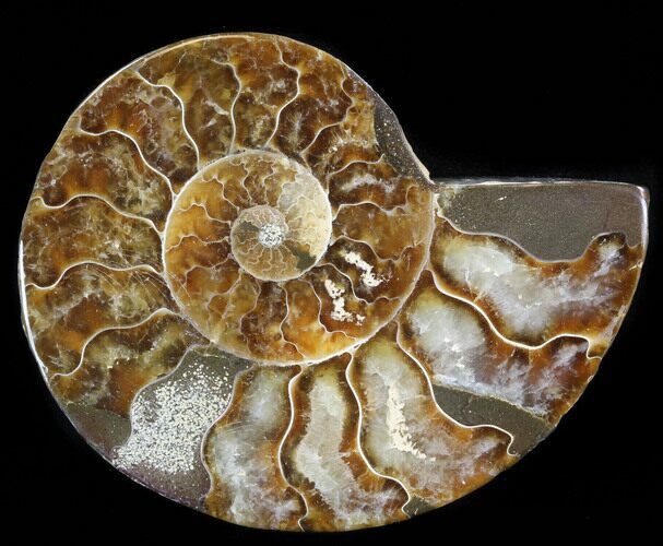 Agatized Ammonite Fossil (Half) #38779